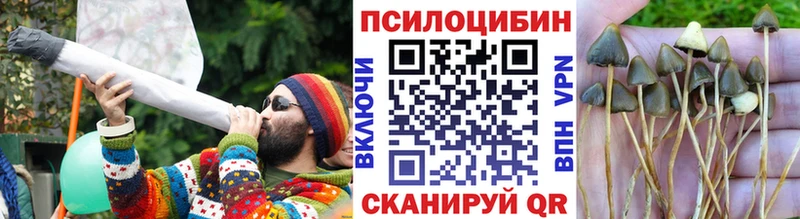 Псилоцибиновые грибы Psilocybe  Купить  Гремячинск 